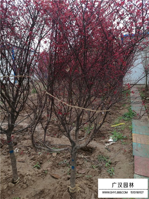 紅楓苗圖片(圖2)