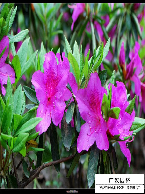 毛鵑的種植方式(圖3)