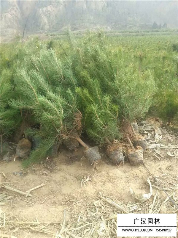 油松的外貌特征(圖2)