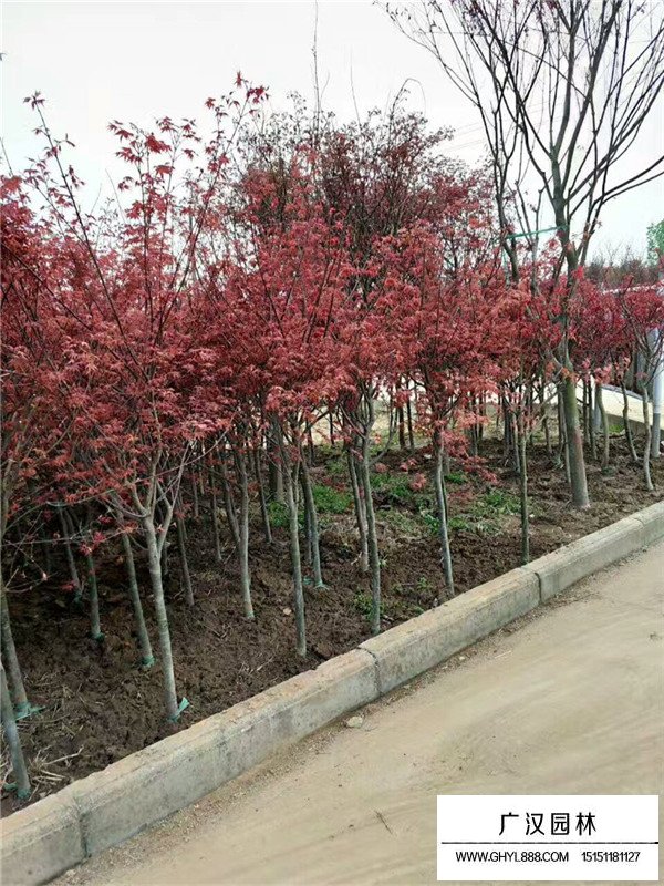 紅楓苗木病蟲害防治(圖1)