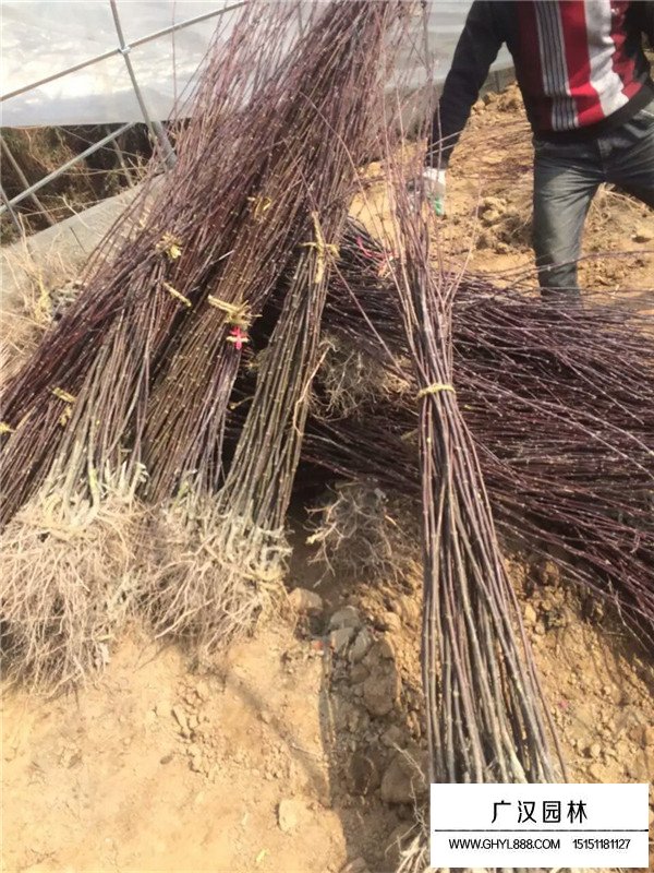 紅楓苗木病蟲害防治(圖3)