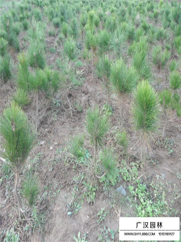 馬尾松盆景為什么貴(圖2)