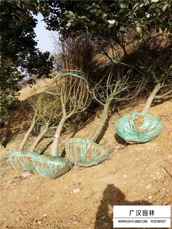 雞爪楓樹樹苗的價格(圖2)