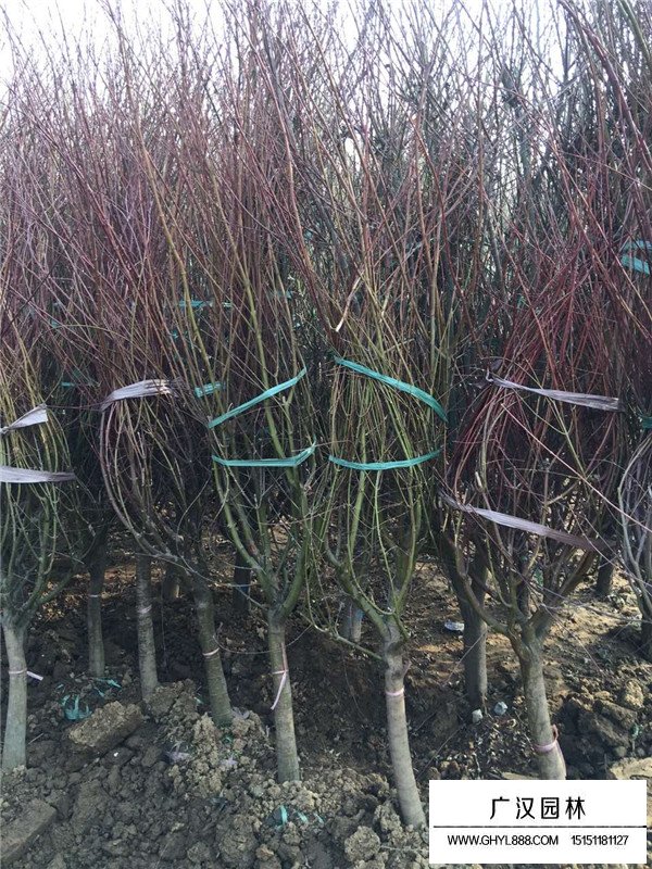 雞爪楓樹樹苗的價格(圖4)