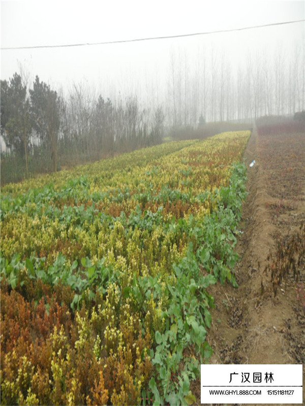 豆瓣黃楊苗簡(jiǎn)介(圖1)