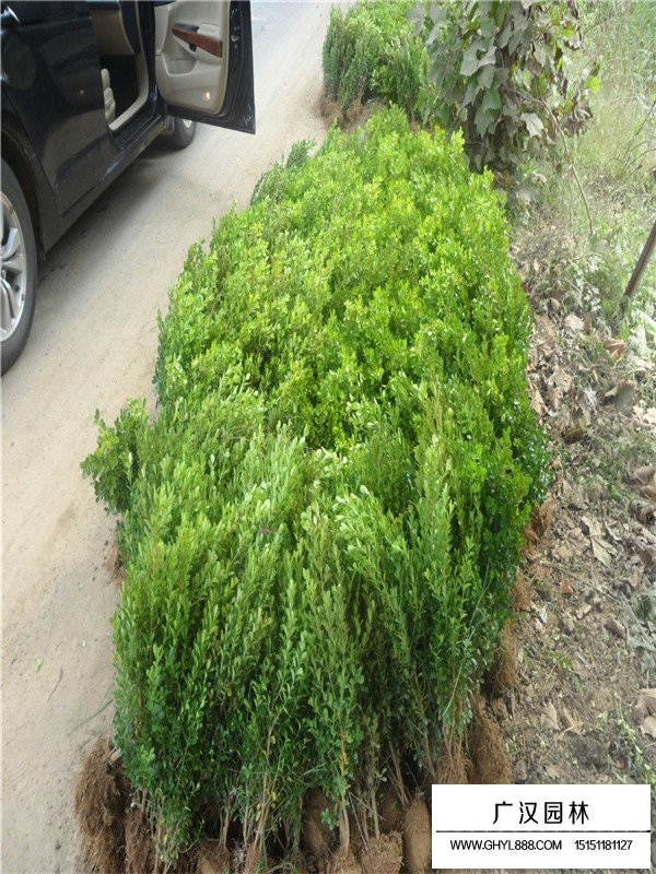 豆瓣黃楊苗簡(jiǎn)介(圖2)