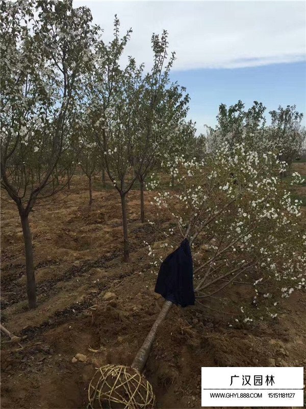 櫻花的幾大種類(圖1)