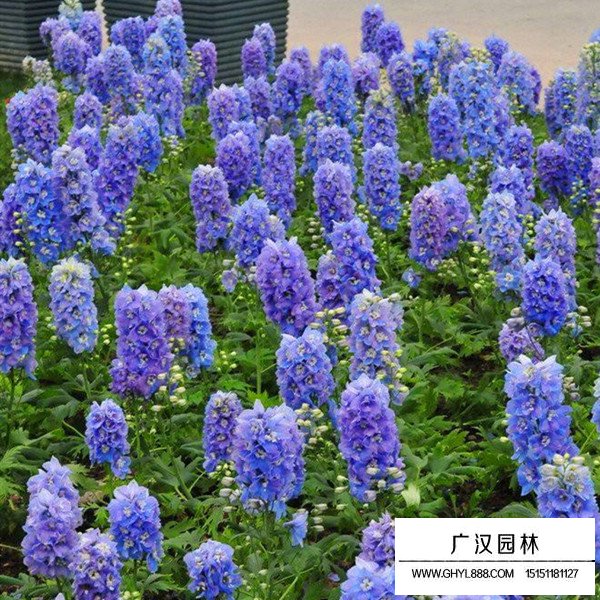 飛燕草容易種植嗎(圖1)