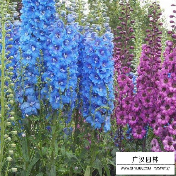 飛燕草容易種植嗎(圖3)