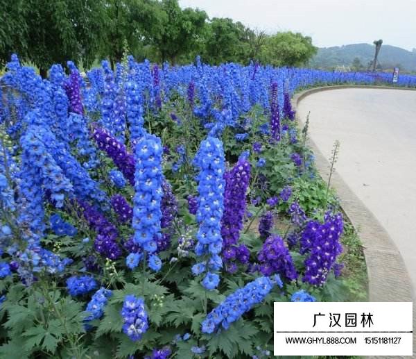 飛燕草容易種植嗎(圖4)