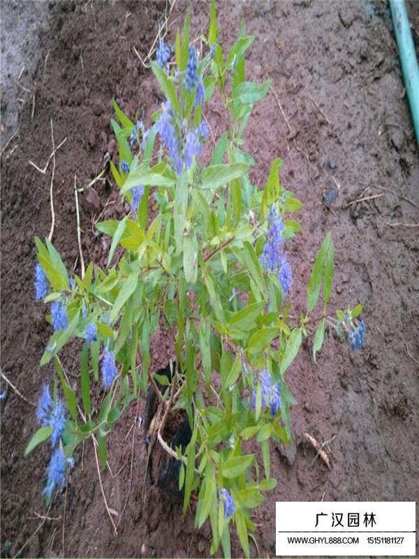 金葉蕕的生長環(huán)境(圖2)