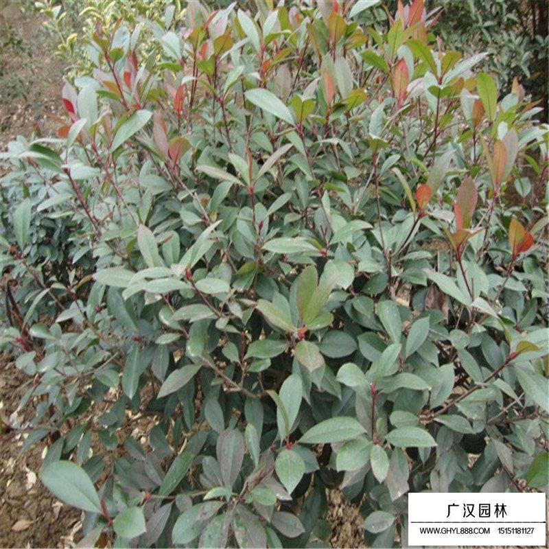 紅葉石楠的簡介(圖1)