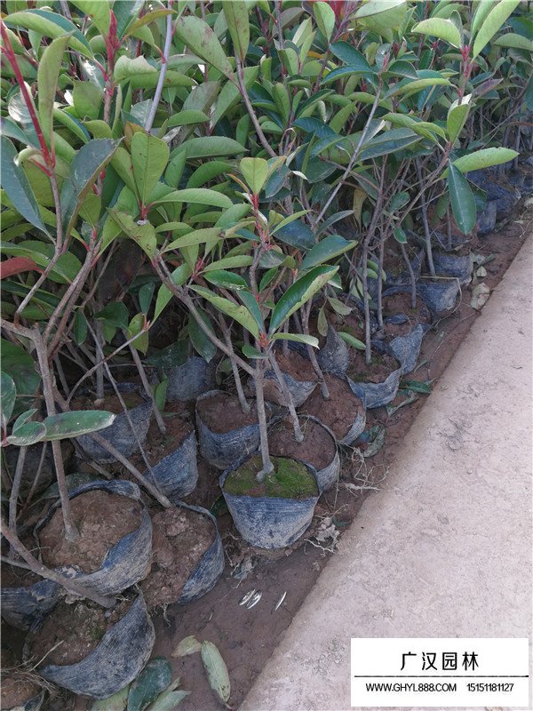 紅葉石楠的簡介(圖2)