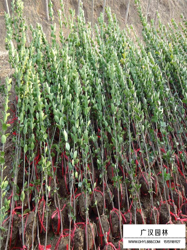 北海道黃楊木價格(圖2)