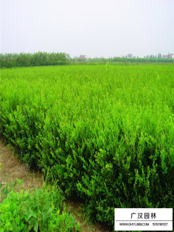 日本女貞利用的注意事項(xiàng)(圖3)