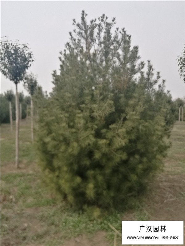 白皮松種子選擇(圖3)