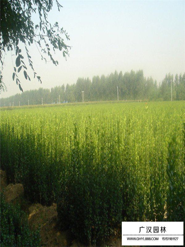 北海道黃楊木幼苗(圖5)