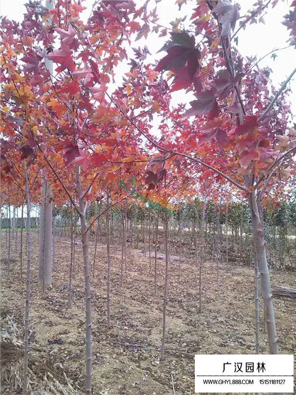 美國(guó)紅楓的作用(圖2)
