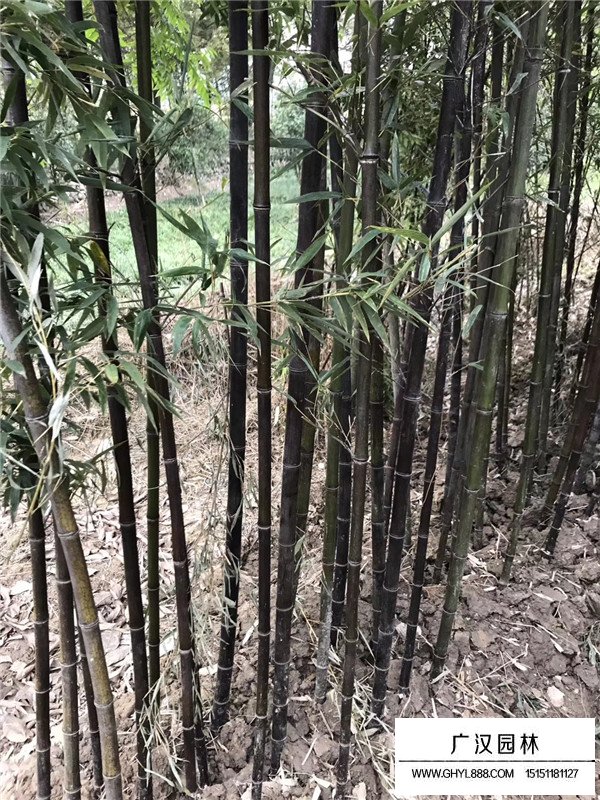 紫竹的批發(fā)(圖4)