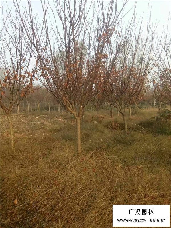 櫻花是什么植物？(圖4)