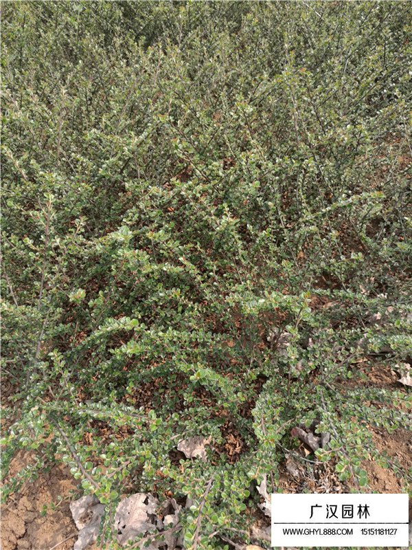 平枝栒子的用途和培植(圖3)