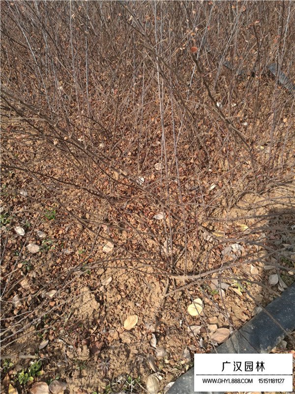 平枝栒子的用途和培植(圖4)