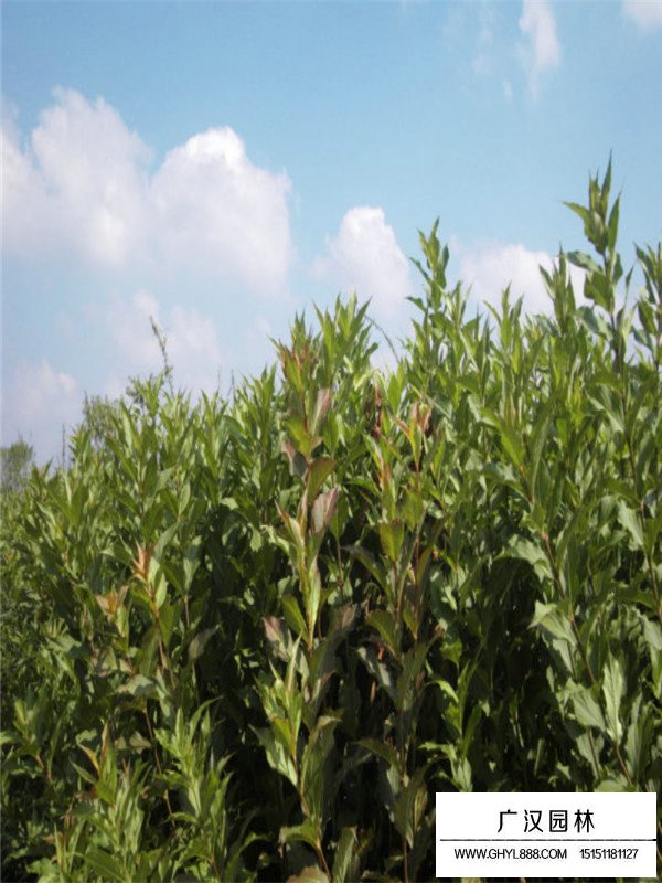 紅王子錦帶的綠化用途(圖3)