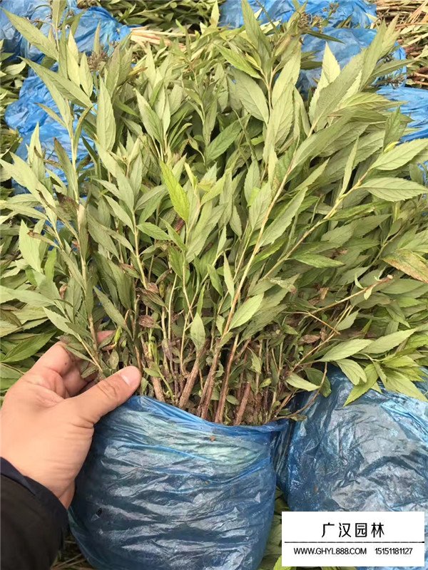 紅王子錦帶的綠化用途(圖4)