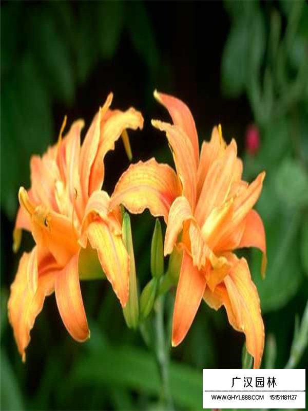 大花萱草有沒有種子？(圖2)