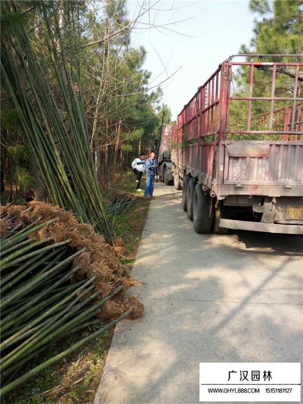 毛竹的介紹(圖2)