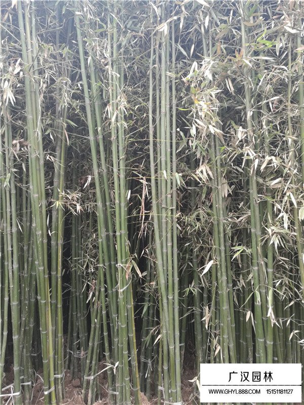 毛竹的介紹(圖4)