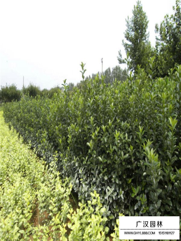 大葉黃楊的特征(圖1)