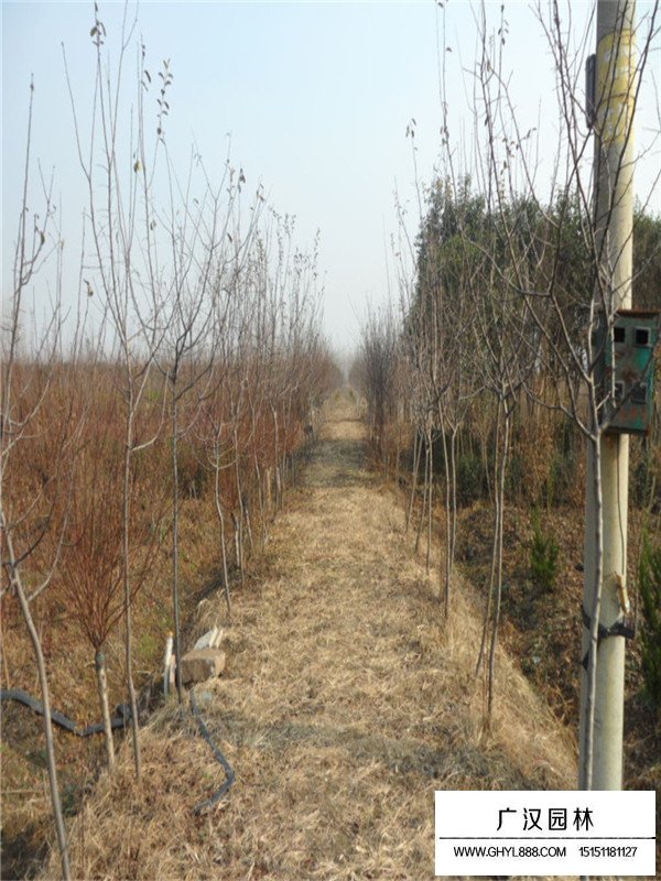 木瓜海棠苗(圖4)