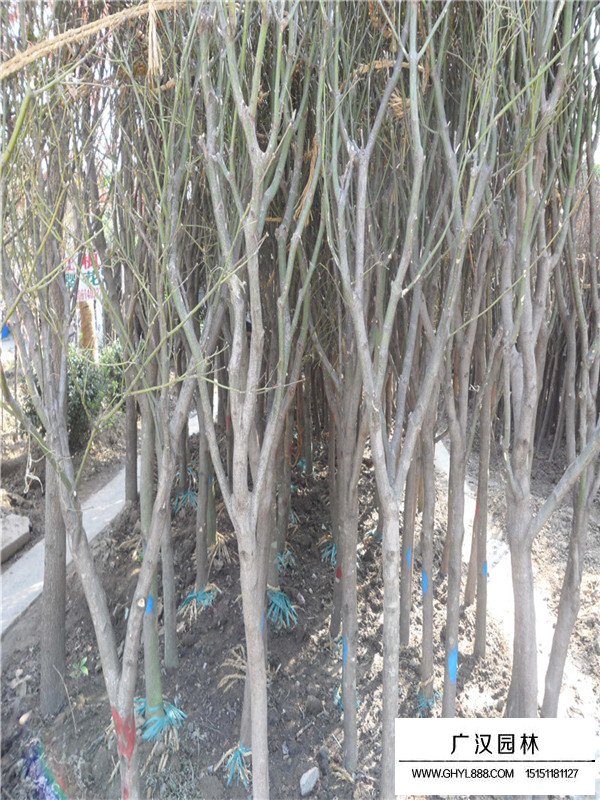 青楓的種植環(huán)境(圖1)