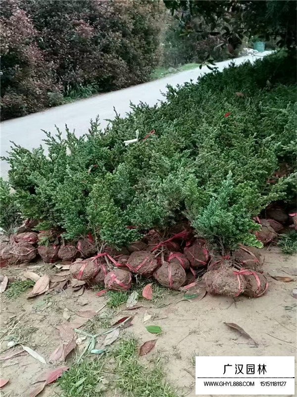 鋪地柏的各種價格(圖2)