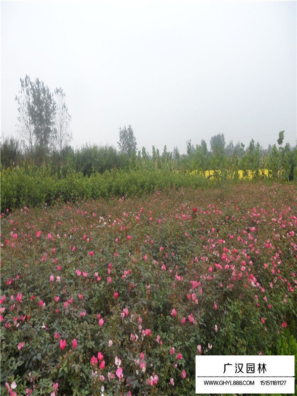 薔薇的特點(diǎn)(圖1)