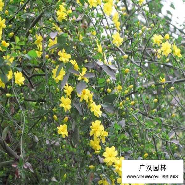迎春花的產(chǎn)地(圖2)