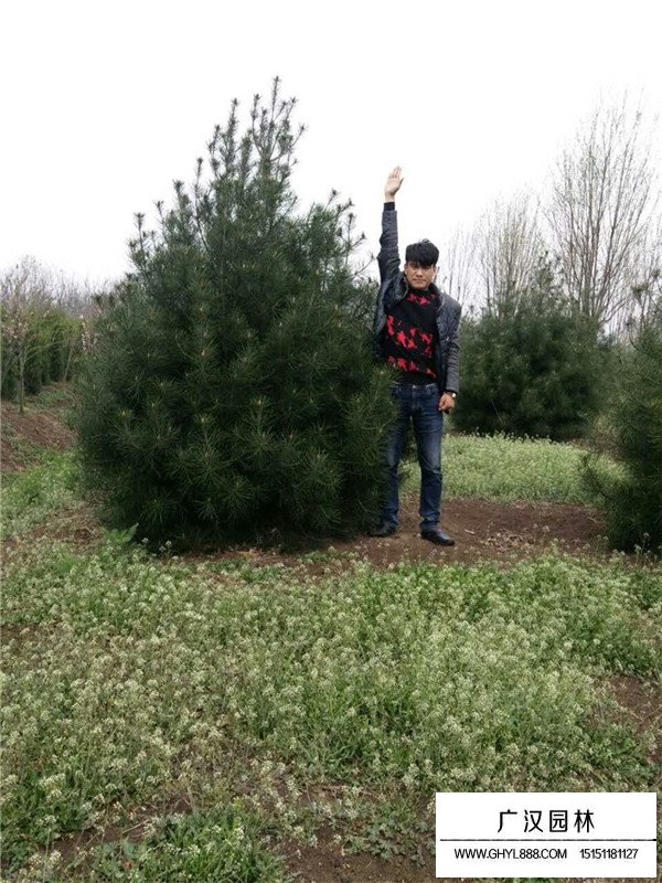 白皮松如何育苗(圖3)