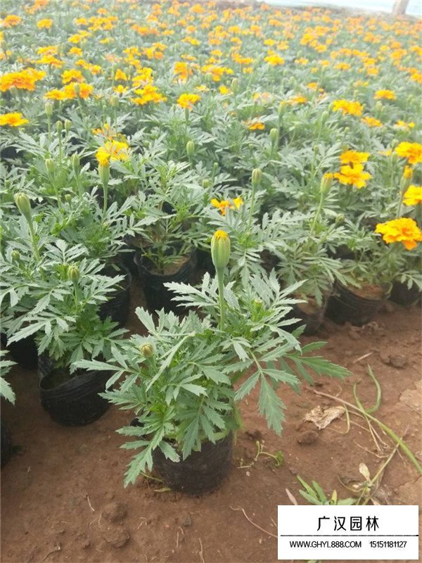 孔雀草的種子貴嗎(圖2)