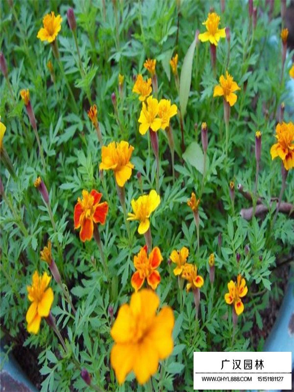 孔雀草的種子貴嗎(圖3)