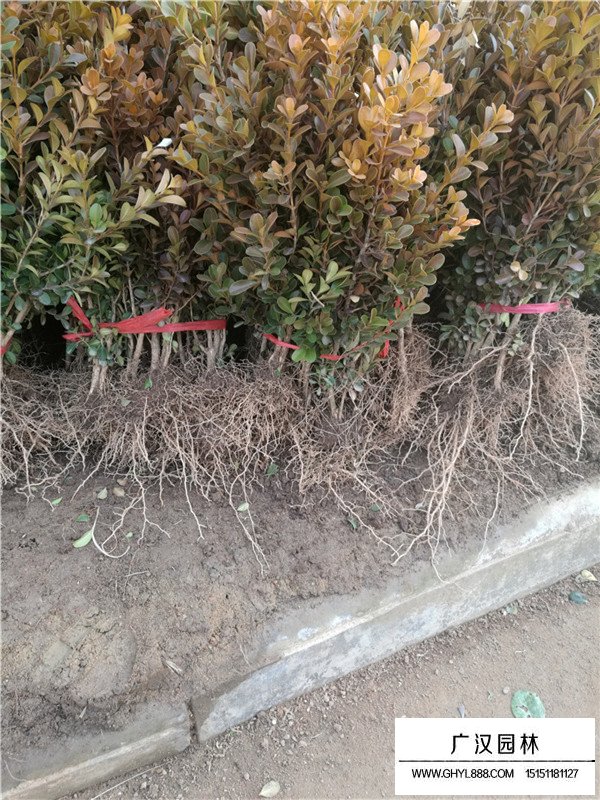 瓜子黃楊種植方法(圖2)