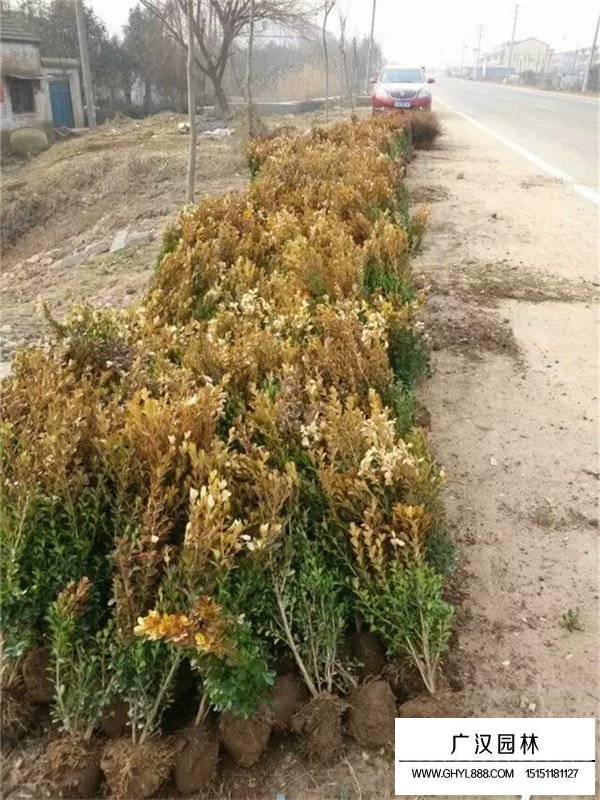 瓜子黃楊種植方法(圖3)