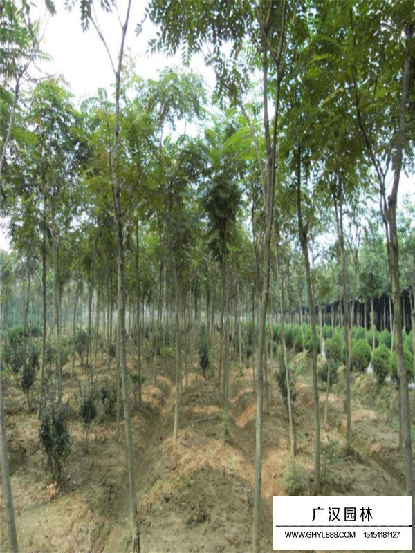 千頭椿的經(jīng)濟(jì)價(jià)值(圖1)