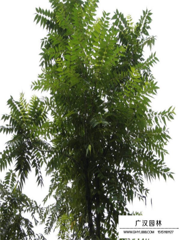 千頭椿的經(jīng)濟(jì)價(jià)值(圖2)