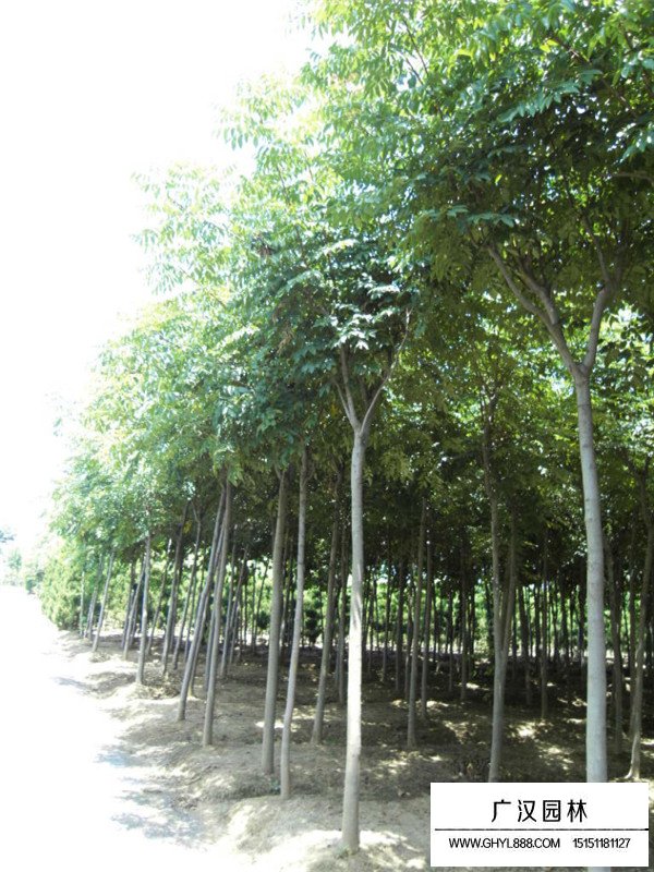 千頭椿的經(jīng)濟(jì)價(jià)值(圖3)