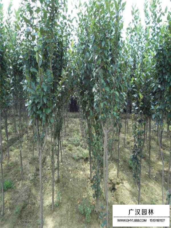 西府海棠不同地徑的價(jià)格(圖3)