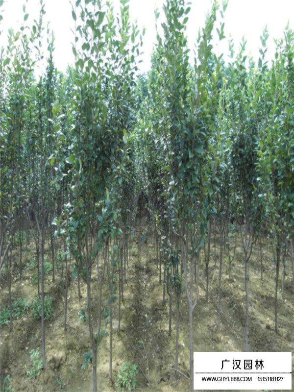 西府海棠不同地徑的價(jià)格(圖4)