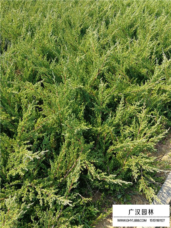 鋪地柏的介紹(圖4)