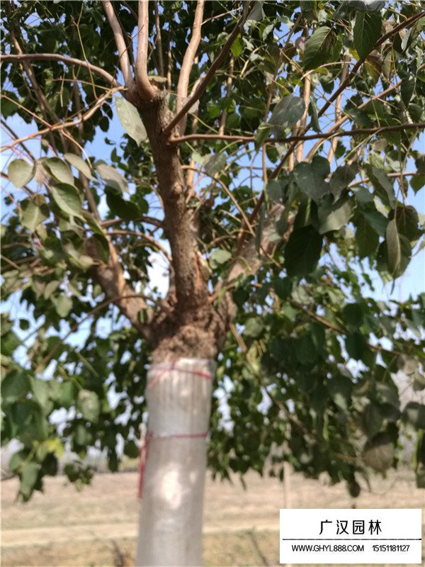 重陽木的最佳種植時間(圖2)