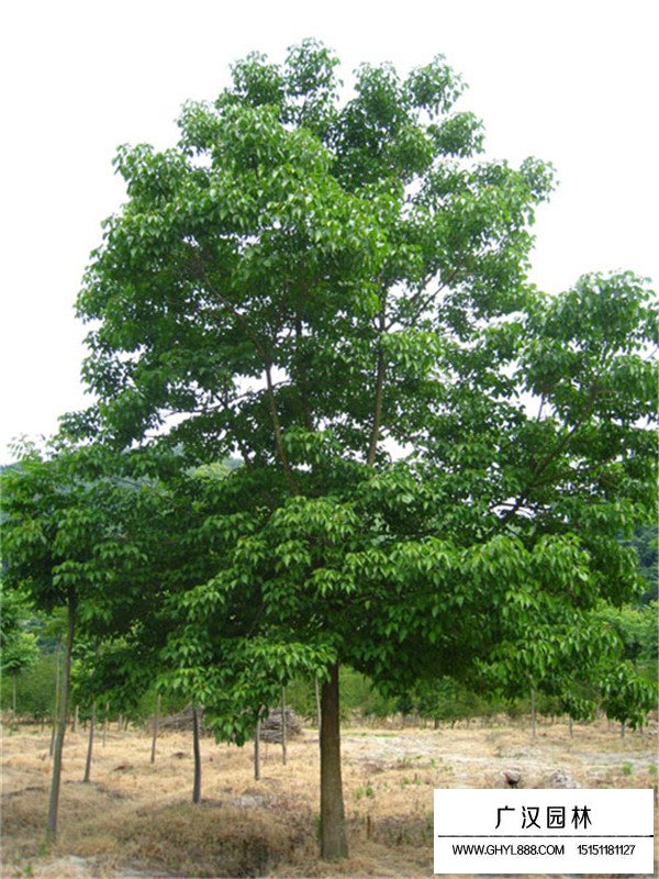 重陽木的最佳種植時間(圖4)